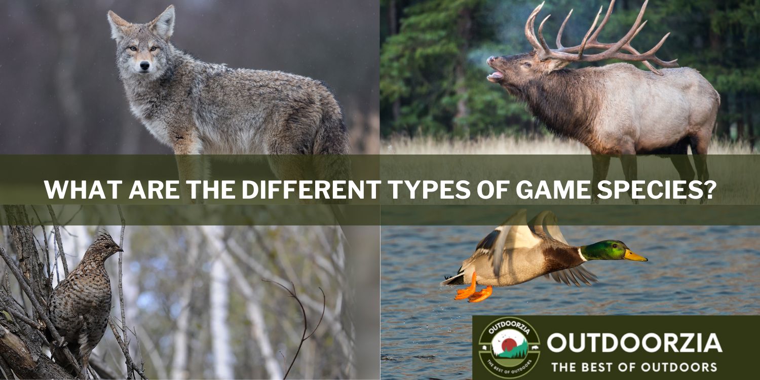 Game Hunting: Animals, Types, Classification and Meat